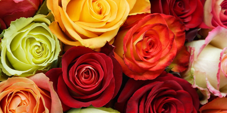 6种玫瑰颜色 找出你的恋爱基因